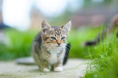 Çok güzel komik yavru kedi