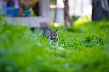 Çok güzel komik yavru kedi