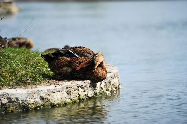 Kachna sedí u vody — Stock fotografie