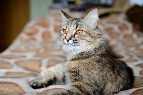 Krásná roztomilá kočka — Stock fotografie