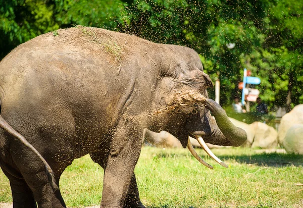 Elephant splashing with water — Stock Photo, Image