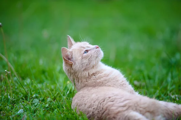 Süße orangefarbene Katze — Stockfoto