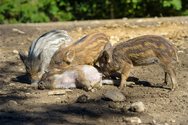 Wilde zwijnen in bos — Stockfoto