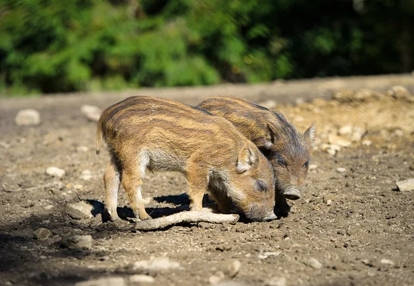 Wilde zwijnen in bos — Stockfoto