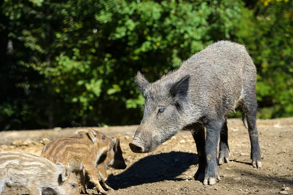 Wilde zwijnen in bos — Stockfoto