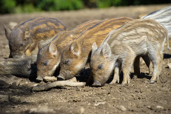 Wildschweine im Wald — Stockfoto