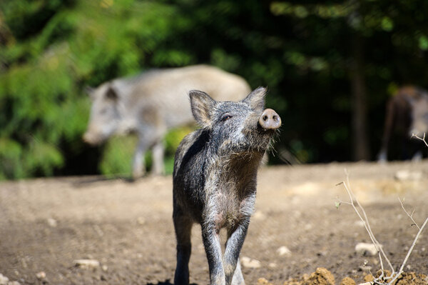 Wild boar in forest