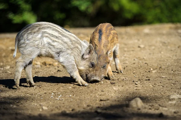 Wild boars in forest — Stock Photo, Image
