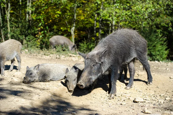 Wildschweine im Wald — Stockfoto