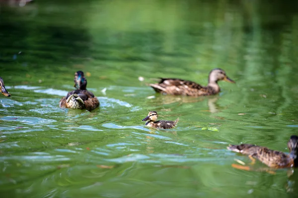 Patos nadando en el agua — Foto de Stock