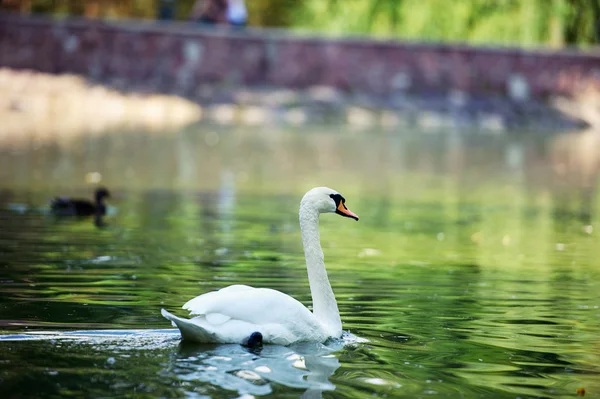 Mladá labuť v jezeře — Stock fotografie