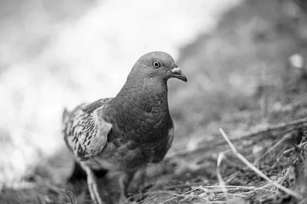 Bellissimo piccione curioso — Foto Stock