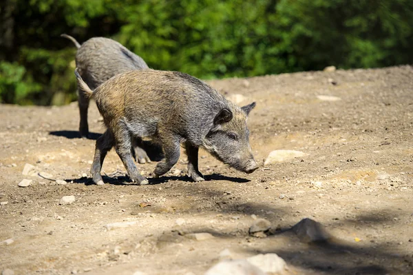 Wildschweine im Wald — Stockfoto