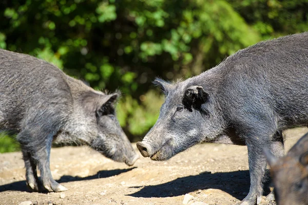 Wild boars in forest — Stock Photo, Image