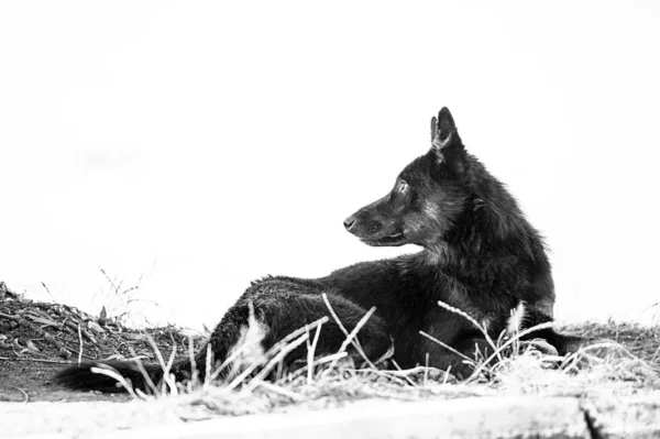 Rolig hund på äng — Stockfoto