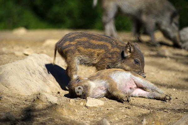 Wild boars in forest — Stock Photo, Image