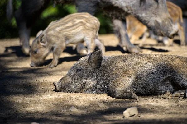 Wildschweine im Wald — Stockfoto