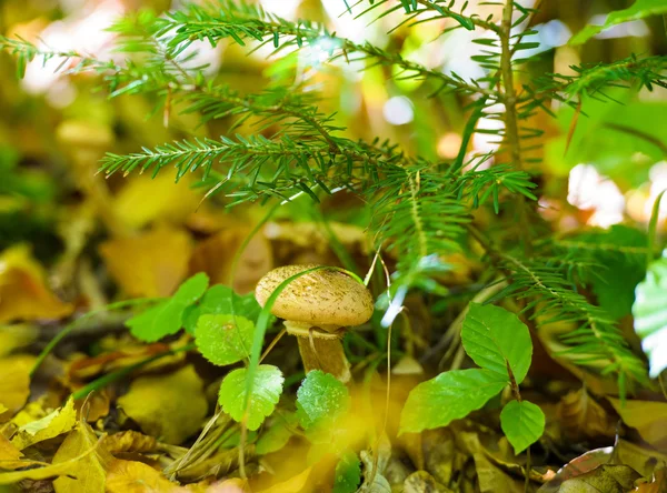 Champignon i skoven - Stock-foto