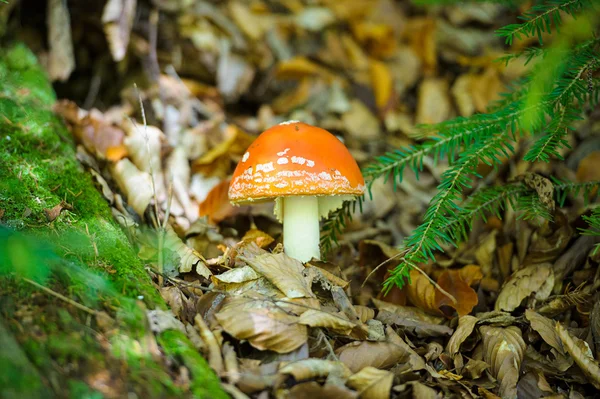 Champignon dans la forêt — Photo