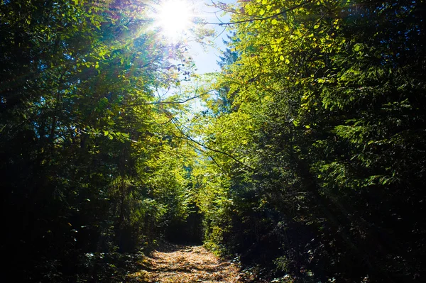 Herbstlandschaft in den Bergen — Stockfoto