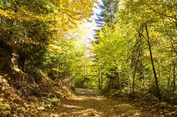 Herbstlandschaft in den Bergen — Stockfoto