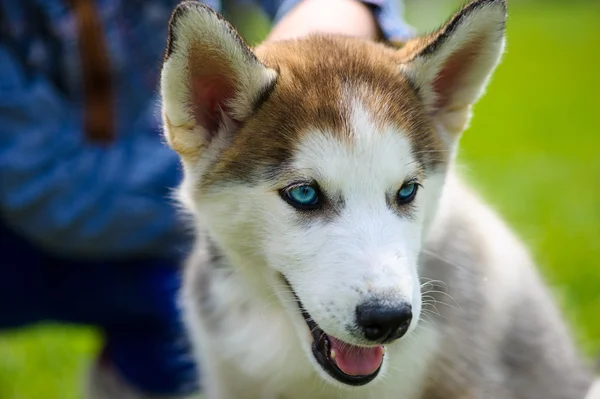 Aranyos kiskutya szibériai husky — Stock Fotó