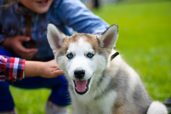 Słodkie szczeniak syberyjski husky — Zdjęcie stockowe