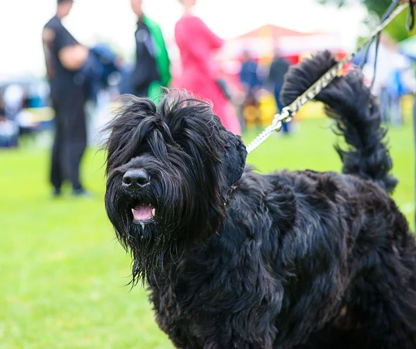 Lustiger Hund auf Wiese — Stockfoto