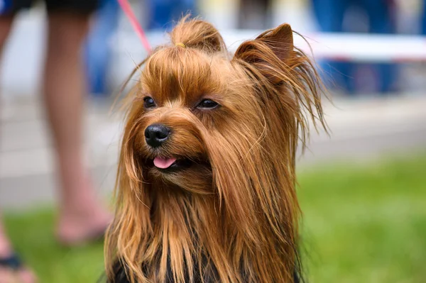 Lustiger Hund auf Wiese — Stockfoto