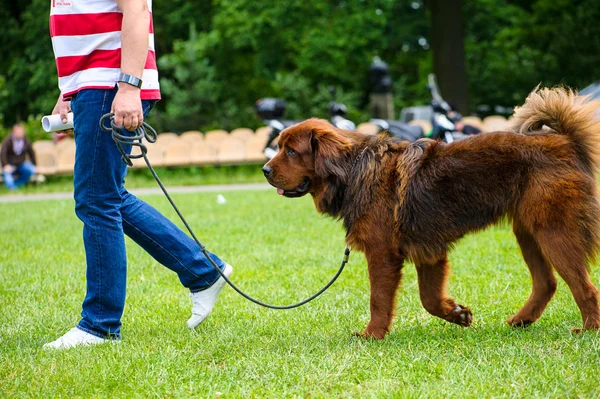 Chien drôle sur prairie — Photo