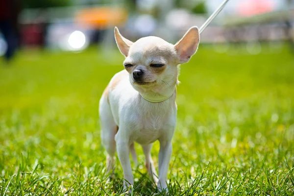 Çayır üzerinde komik köpek — Stok fotoğraf