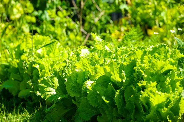 Ensalada verde en un jardín — Foto de Stock