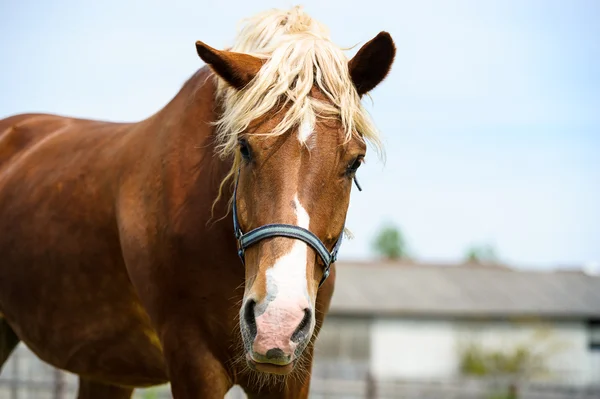 Portrait of Funny horse — Stock Photo, Image