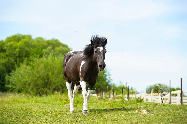 面白い馬を疾走 — ストック写真