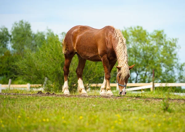 Portrét legrační koně — Stock fotografie