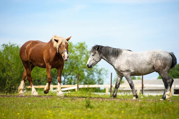 Grappige galopperende paarden — Stockfoto