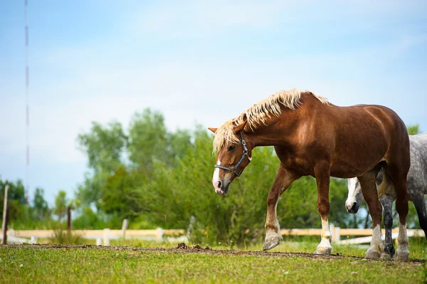 Galopante cavalos engraçados — Fotografia de Stock