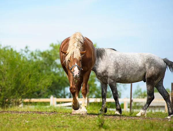 疾走する面白い馬 — ストック写真
