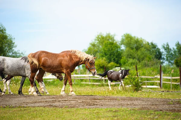 疾走する面白い馬 — ストック写真