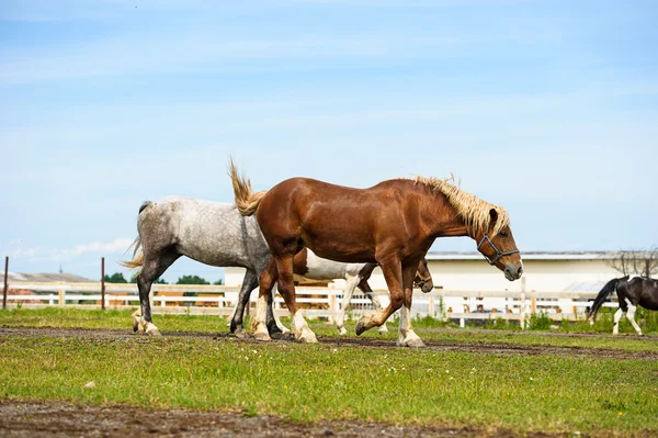 Galopante cavalos engraçados — Fotografia de Stock