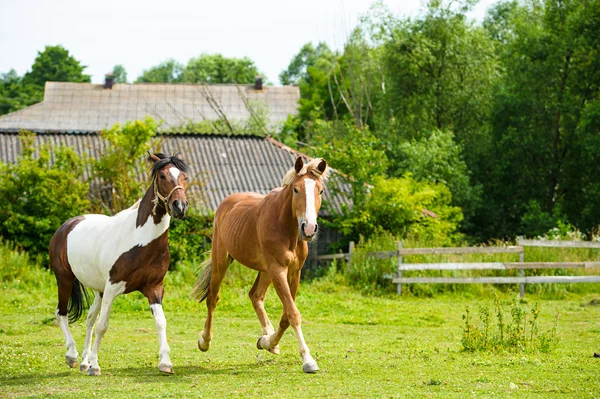 疾走する面白い馬 — ストック写真