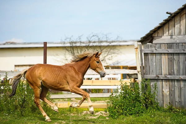 Galopante Cavalo engraçado — Fotografia de Stock