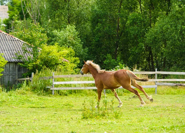 Galopante Cavalo engraçado — Fotografia de Stock