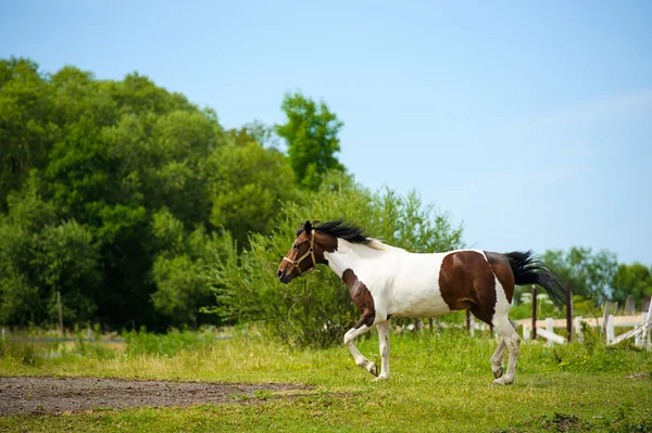 面白い馬を疾走 — ストック写真