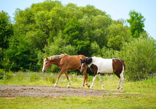 疾走する面白い馬 — ストック写真