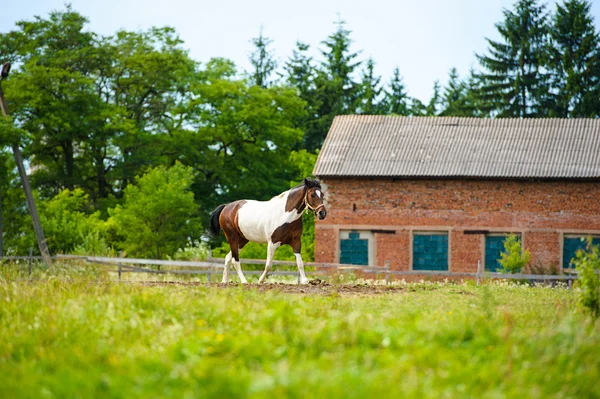 Ritratto di cavallo divertente — Foto Stock