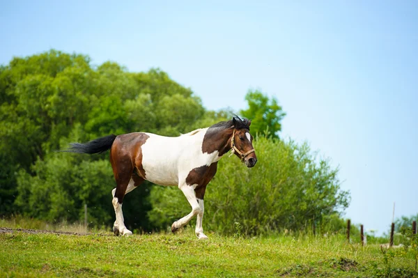 Retrato de cavalo engraçado — Fotografia de Stock