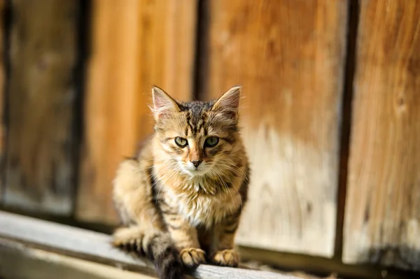 Adorable Funny kitten — Stock Photo, Image