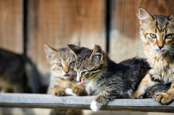 Adorable Funny kittens — Stock Photo, Image