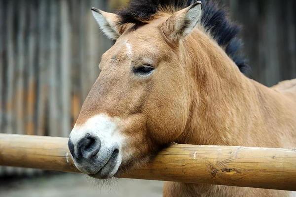 Портрет смішного коня — стокове фото